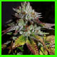 white master kush photo link