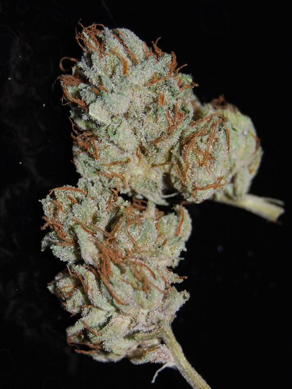 white master kush Marijuana Pics