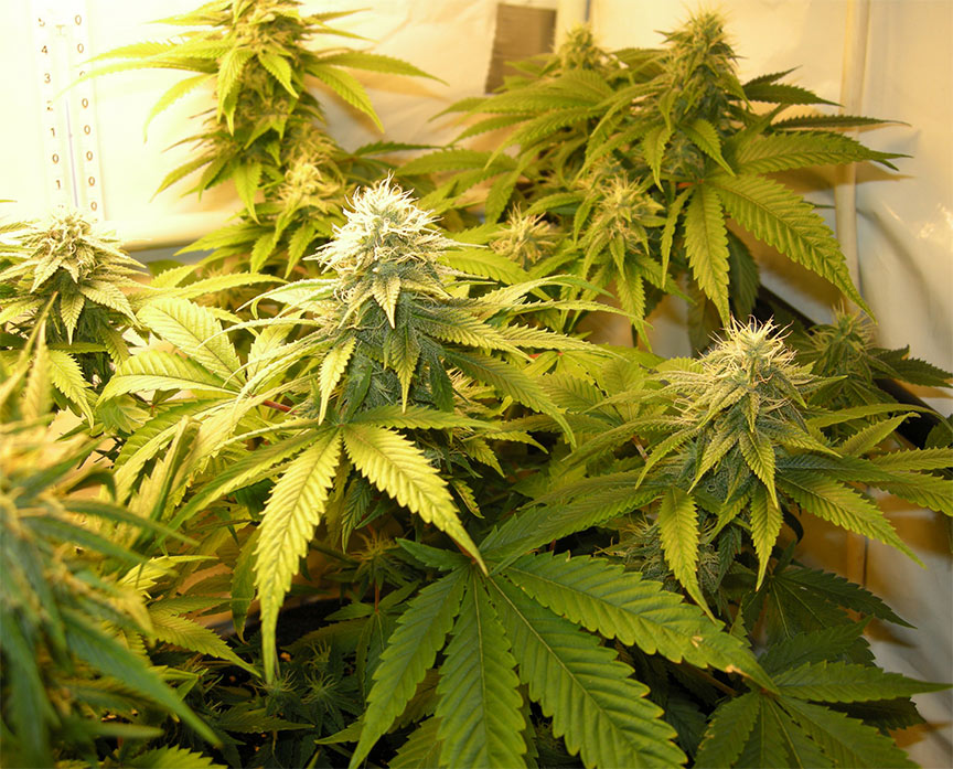 Белый русский конопля семена тест полоски для определения морфина марихуаны и амфетамина