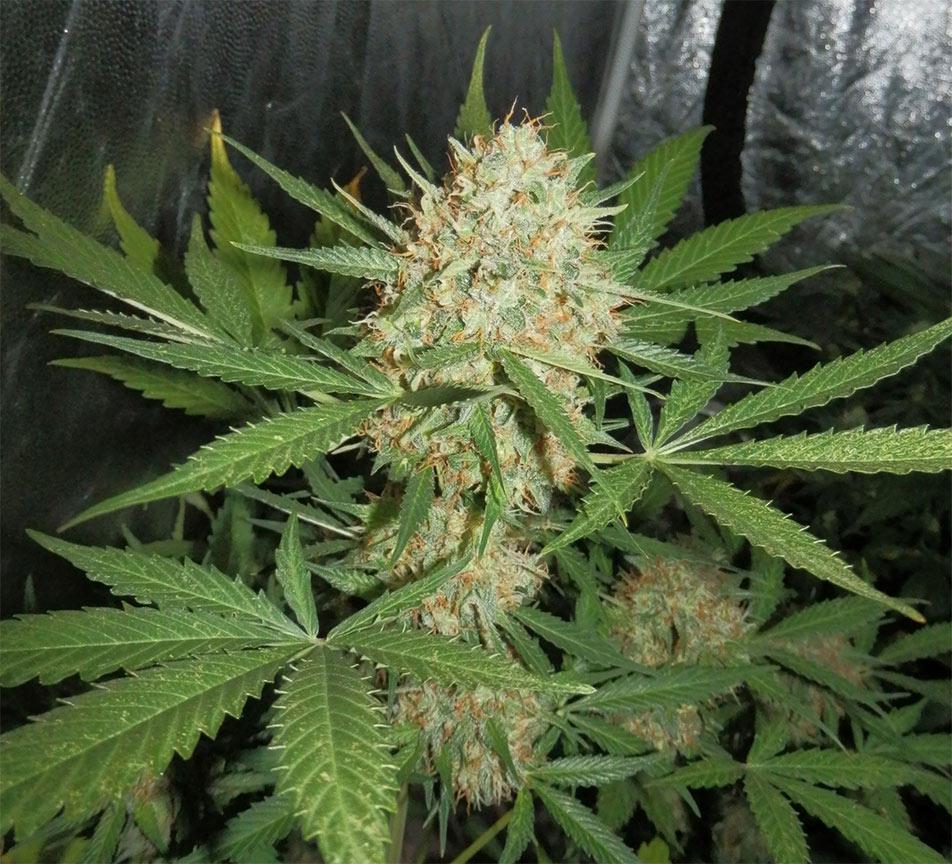 white widow autoflower cannabis pics