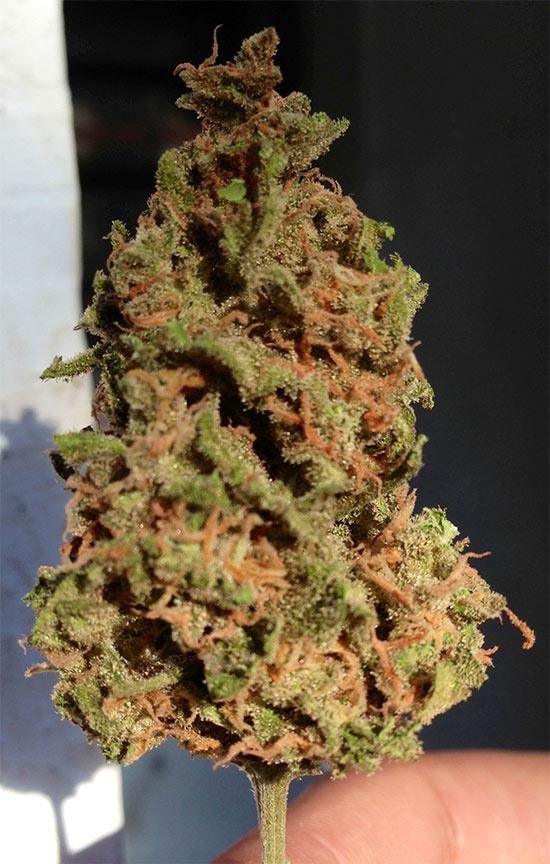 white widow autoflower cannabis pics