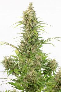white widow autoflower cannabis pics