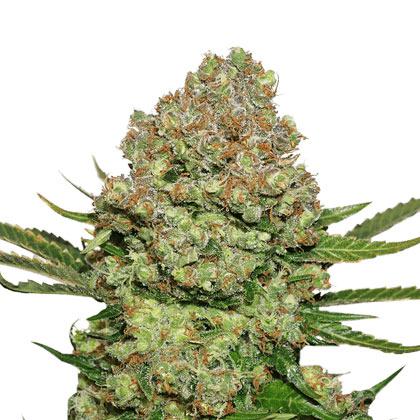 white widow autoflower cannabis pics