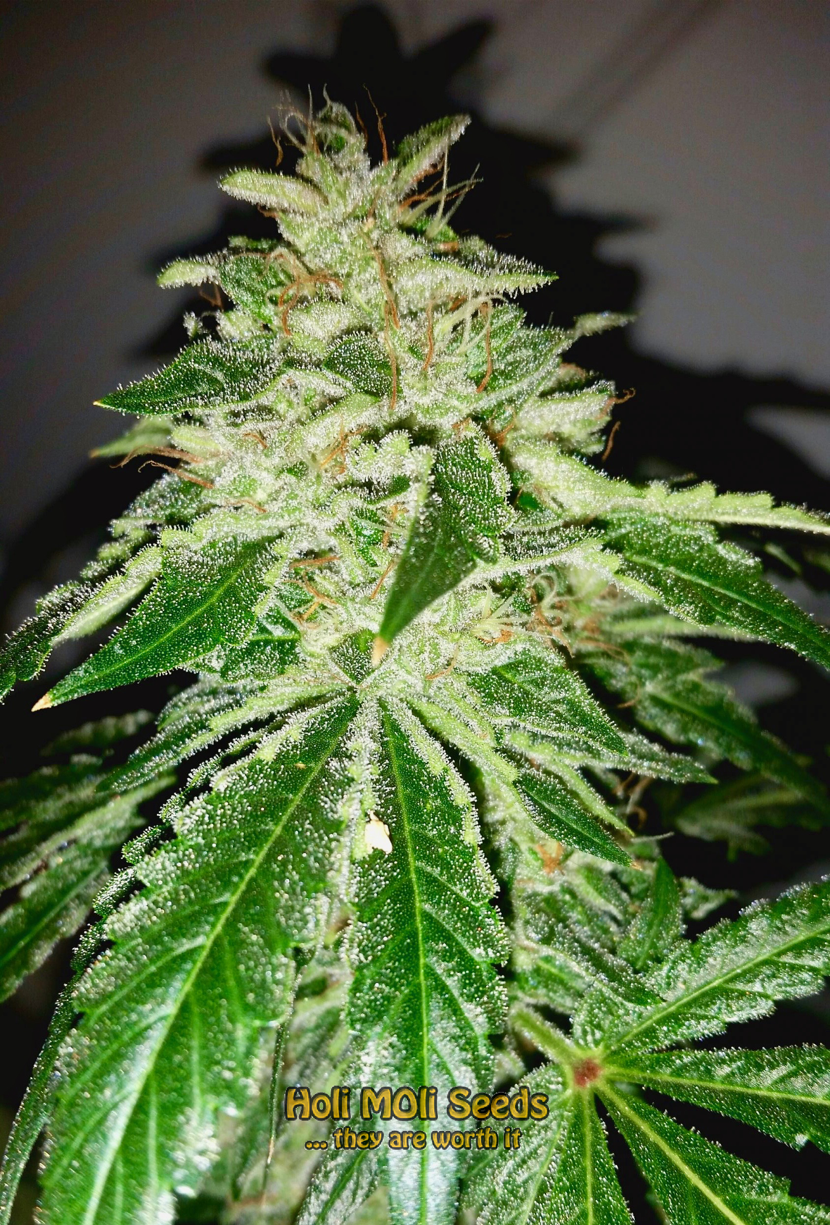 zombie df cannabis pics