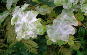 Mildew