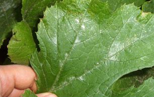 Mildew 2