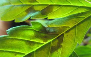 Mildew 5
