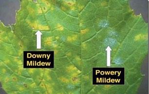Mildew 4