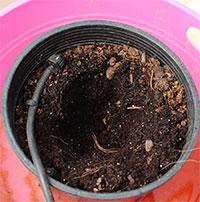 3 inch hole in soil