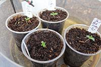 seedlings to transplant photo
