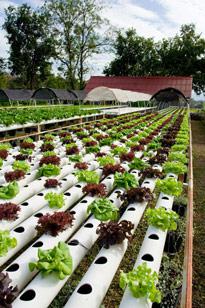 hydroponic plants.