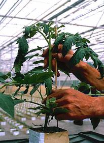 Tomatoe Plant