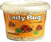 lady bugs