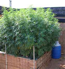 marijuana growing outdoors picture