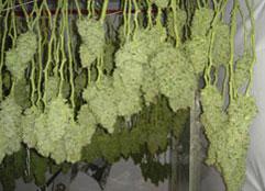 cannabis buds drying