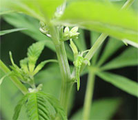 male cannabis plant