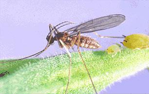 Aphid Midge