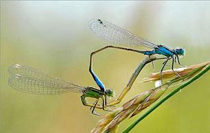 Damselfly2