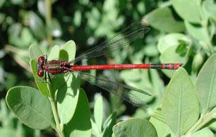 Damselfly4