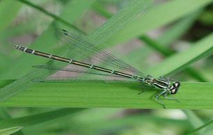 Damselfly