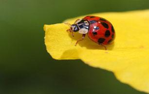 ladybug