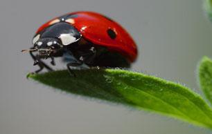 ladybug2