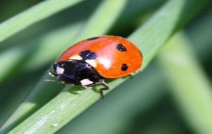 ladybug5