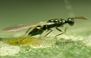 LeafMiner-Parasite_Cool 4