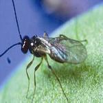 LeafMiner-Parasite_Cool 