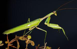 Praying-Mantis