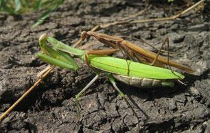 Praying-Mantis2