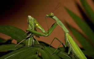 Praying-Mantis4