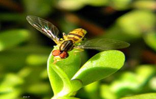 Syrphid_Fly