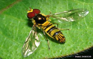 Syrphid_Fly2