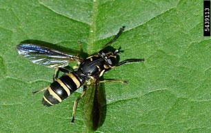 Syrphid_Fly6