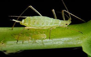 Aphids