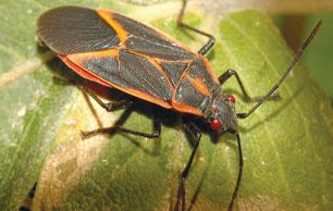 Box-Elder-Bug-5