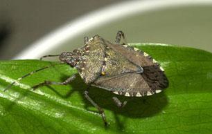 brownstinkbug