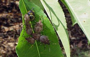 brownstinkbug3