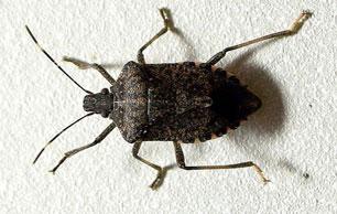 Brown Stink Bug Pic