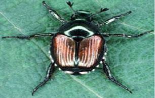 Japanese-Beetle