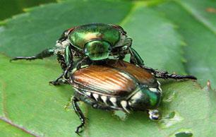 Japanese-Beetle3