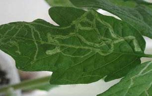 Leafminers Pic