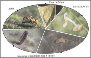 Leaf-Miners4