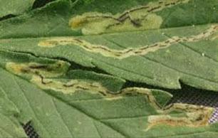 Leaf-Miners5