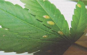 Mealybug Pic