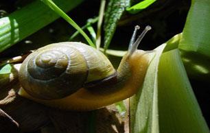 Snails and Slug Pic