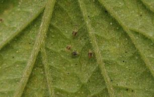 Spider-Mites 2