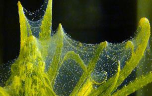 Spider-Mites 3