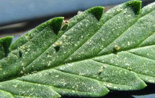 Spider Mites Pic